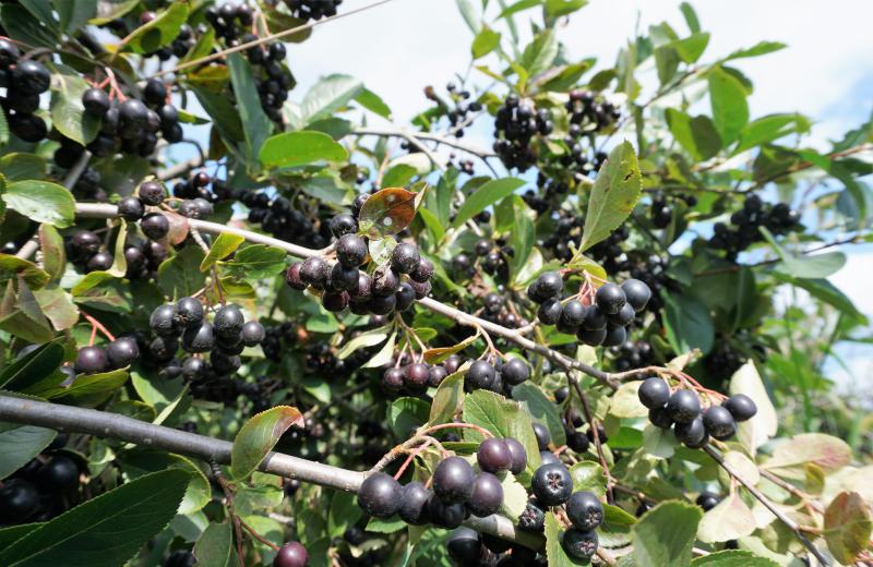 ARONIA SELBSTPFLÜCKE - BEENDET