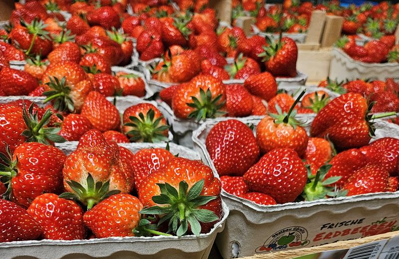 Erdbeersaison bei Obstbau Michael Görnitz gestartet - Selbstpflücke öffnet bald!