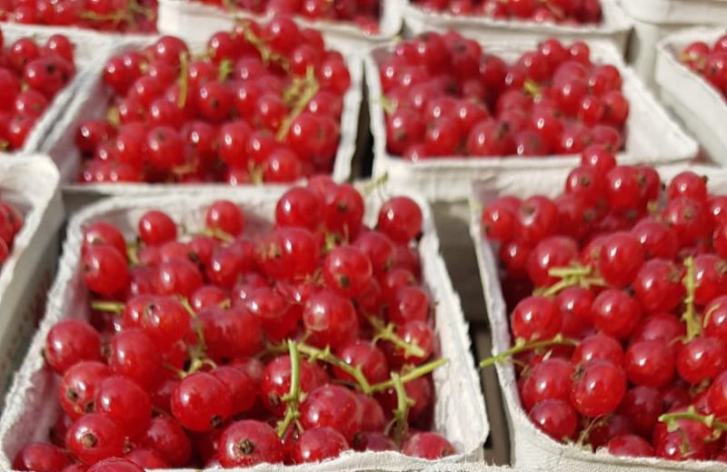 Selbstpflücke Rote Johannisbeeren gestartet