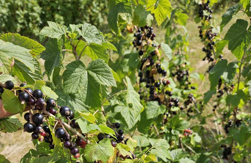 Ab sofort auch Selbstpflücke bei den Schwarzen Johannisbeeren!
