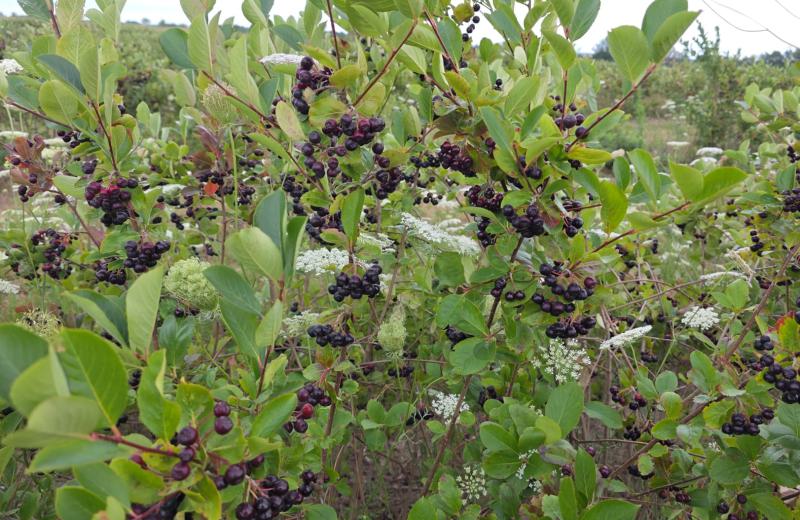 Aronia-Selbstpflücke demnächst geöffnet